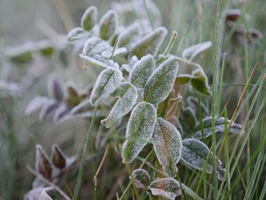 Frost på markvegetationen utanför SMHI i Norrköping den 6 oktober 2016