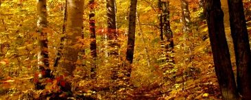 birch-autumn