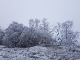 Dimmig morgon med frost på träden och gräset i Norrköping 10 januari 2018.