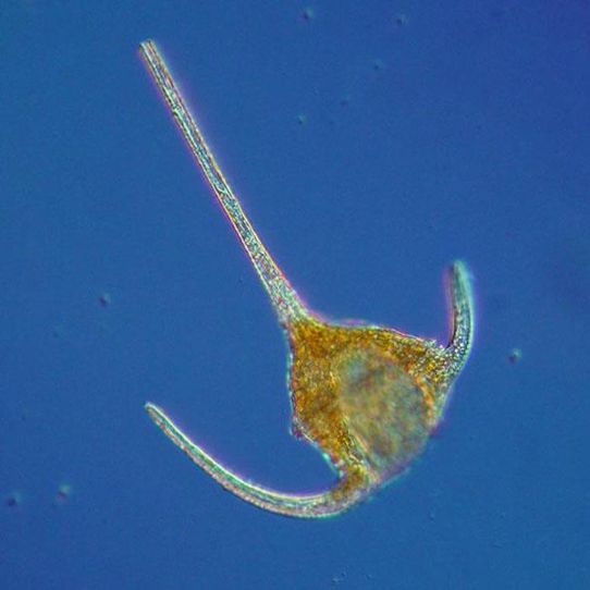 Växtplankton Ceratium tripos mot en blå bakgrund