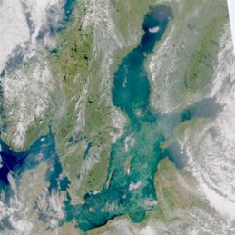 Satellitbild över algblomningen den 25 juni.