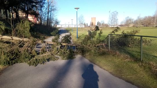 Nedblåst träd i Norrköping den 24 februari. 