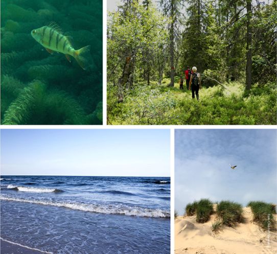 Collage med fyra bilder på svensk natur som symboliserar biologisk mångfald