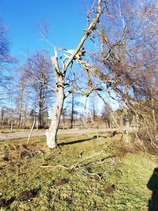 Bilden föreställer ett knäckt träd utanför Markaryd i Småland efter ovädret den 16-17 januari 2022.