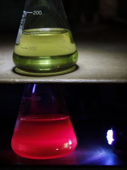 Lösning med klorofyll flourescerar med ett rödaktigt sken i UV-ljus, foto. 