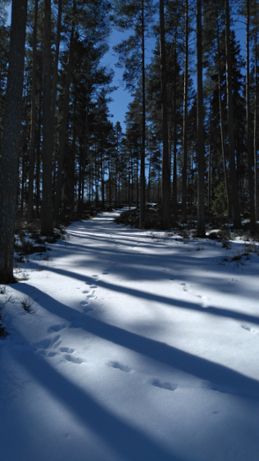 Lokalt gick det fortfarande att åka skidor i mer skuggiga skogspartier på långfredagen 2023.