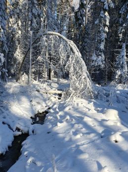 Solig marsdag med snötyngda träd i Norduppland den 17 mars 2024.
