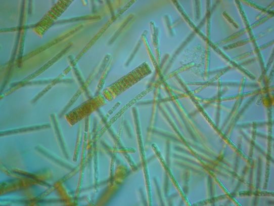 Foto cyanobakterier