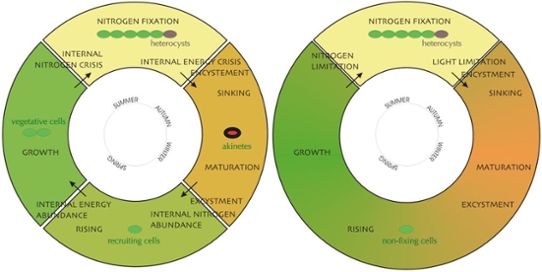 The complex cyanobacteria life cycle model and the newly developed simplified version.