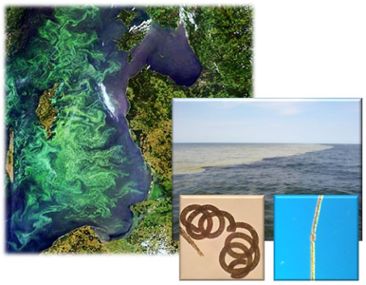 Cyanobakterier i Östersjön