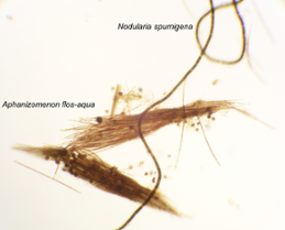 Cyanobakteriearterna Aphanizomenon flos-aqua och Nodularia spumigena