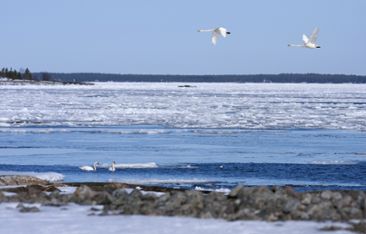 Swans over the Gulf of Bothnia during spring. 