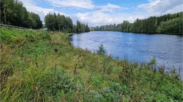 Det
naturbaserade erosionsskyddet vid Södra Älvkullen längs Klarälven sommaren
2024. Vegetationen har etablerat sig snabbt sedan skyddet byggdes 2021, vilket
bidrar till både erosionsskydd och biologisk mångfald.