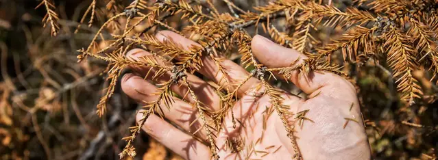 En hand håller en gren från en gran med bruna barr.