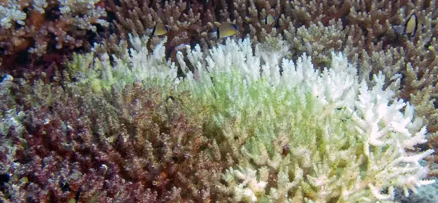 Korallblekning i Filippinerna