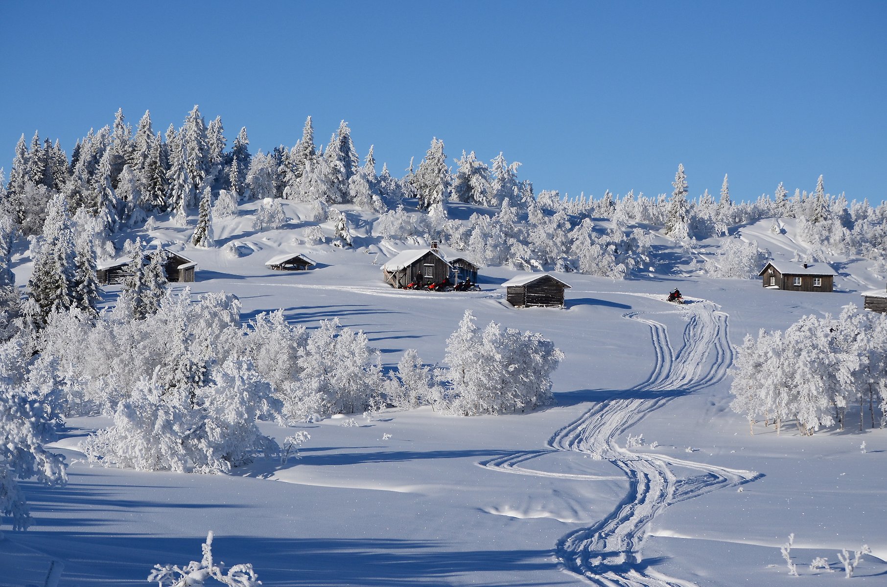 Solig slutning med snö och skoterspår mellan frostiga buskar och snöiga träd.