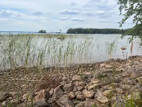 Stenstrand med vass