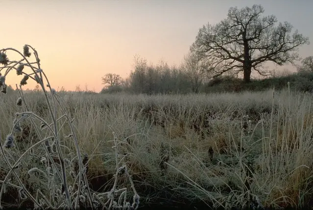 Nattfrost