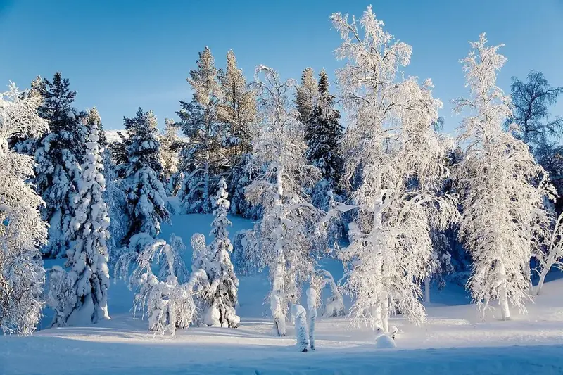 Frostigt landskap en kall vinterdag.