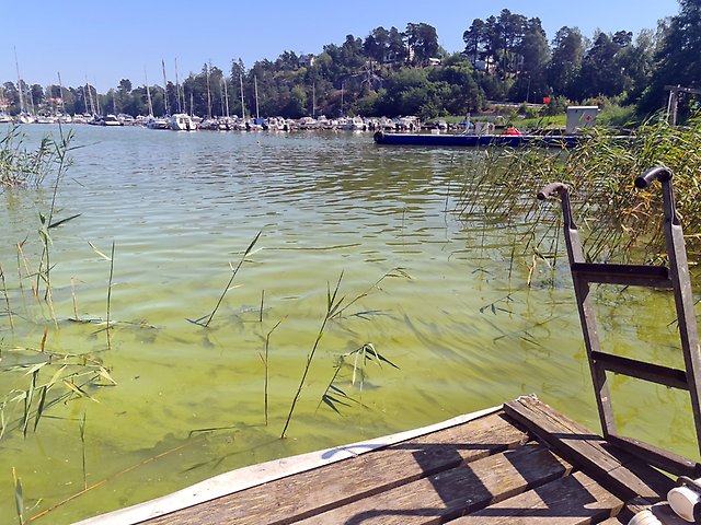 En brygga med stege till vatten med mycket algblomning.