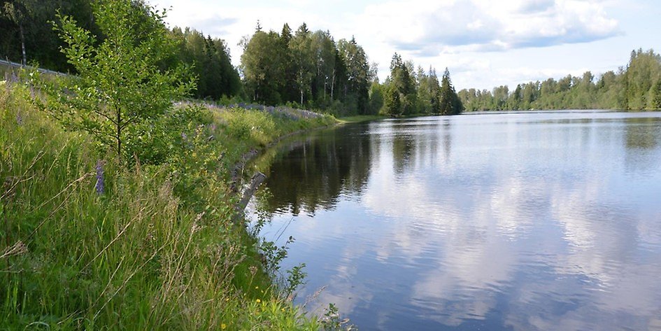 Det naturbaserade erosionsskyddet vid Södra Älvkullen längs Klarälven följs upp över tid för att undersöka hur vegetation och ekologiska funktioner utvecklas. Bilden är tagen 2025, fyra år efter att skyddet byggdes.