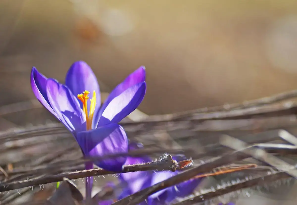 (2) mp11222625-varens-krokus.webp