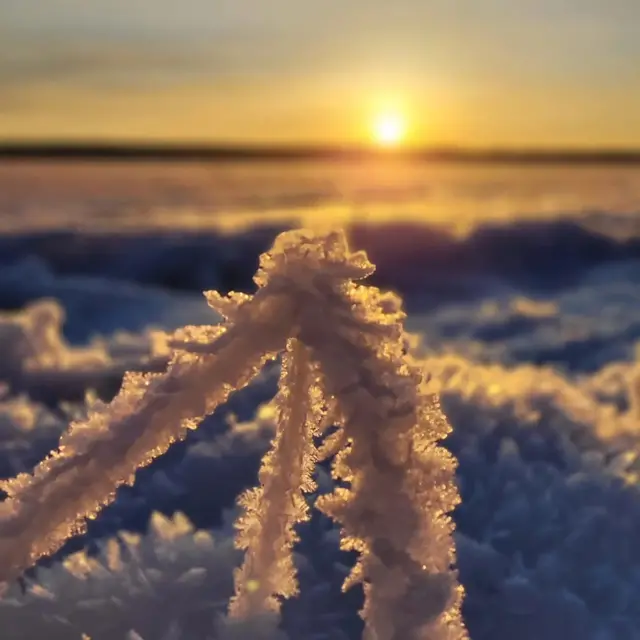 Indalsälvens delta i Medelpad den 5 januari 2025.