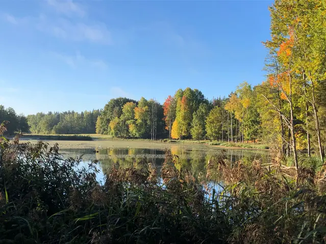 Solsken över våtmarksvattenyta omgiven av träd i höstens alla färger.
