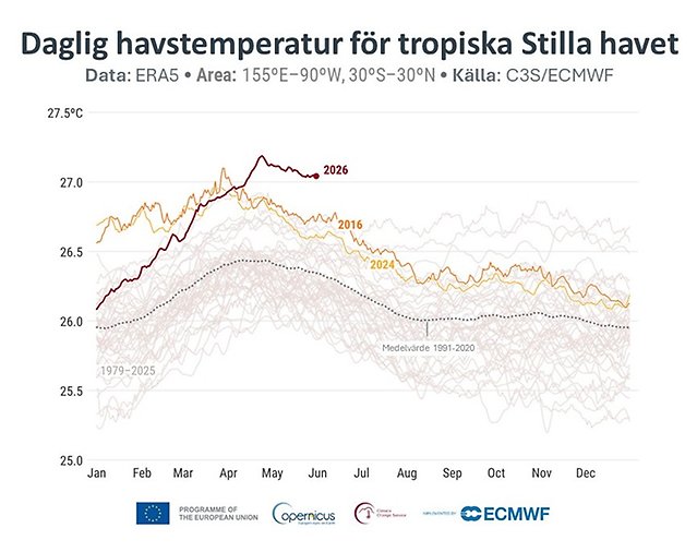 Diagram som visar daglig temperatur för tropiska Stilla havet. Maj 2026 sticker ut.