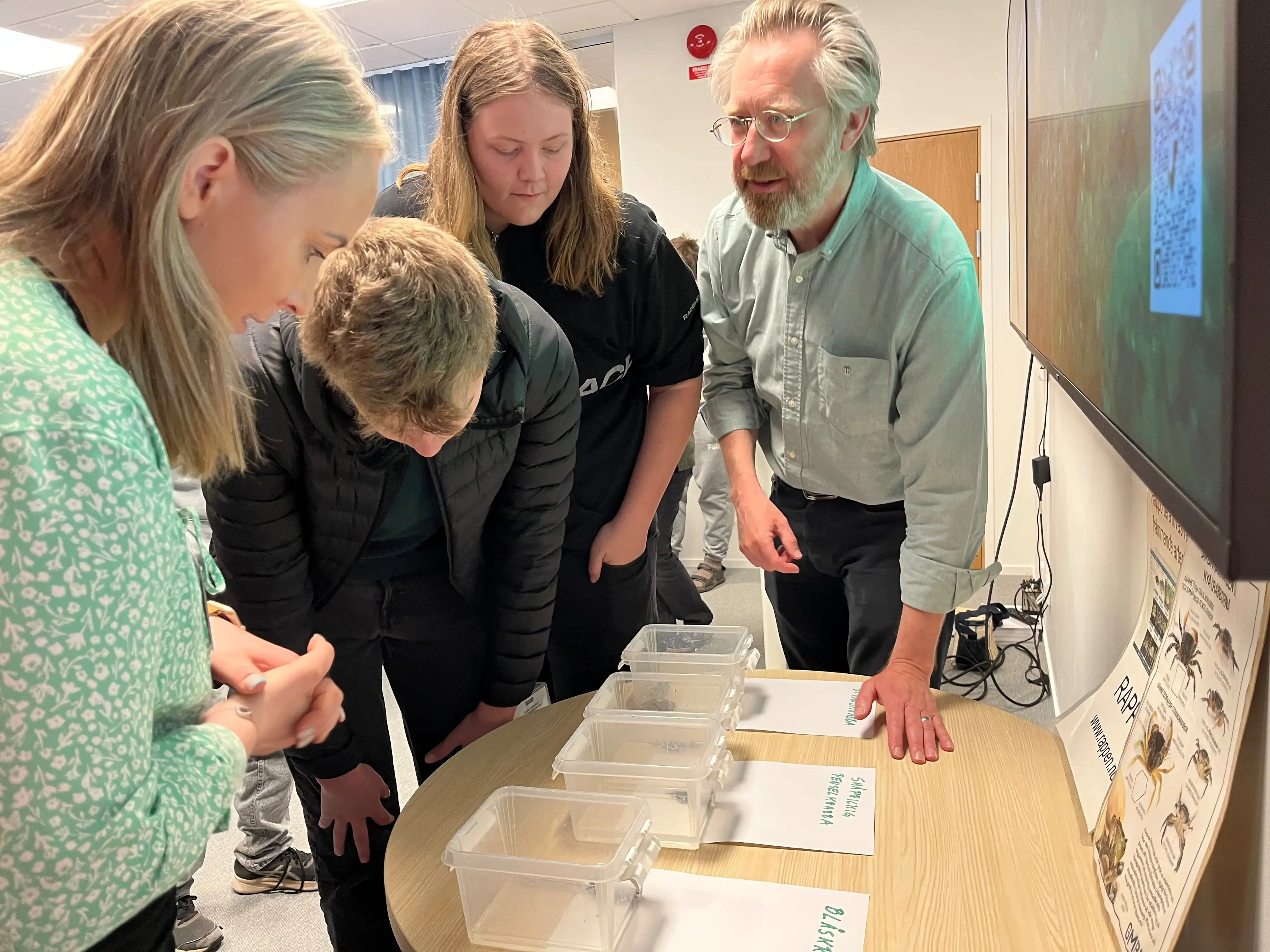 Flera personer står runt ett bord och tittar på krabbor i små akvarier.