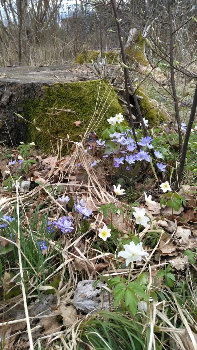 Vitsippor och blåsippor som växer bredvid en mossig stubbe.