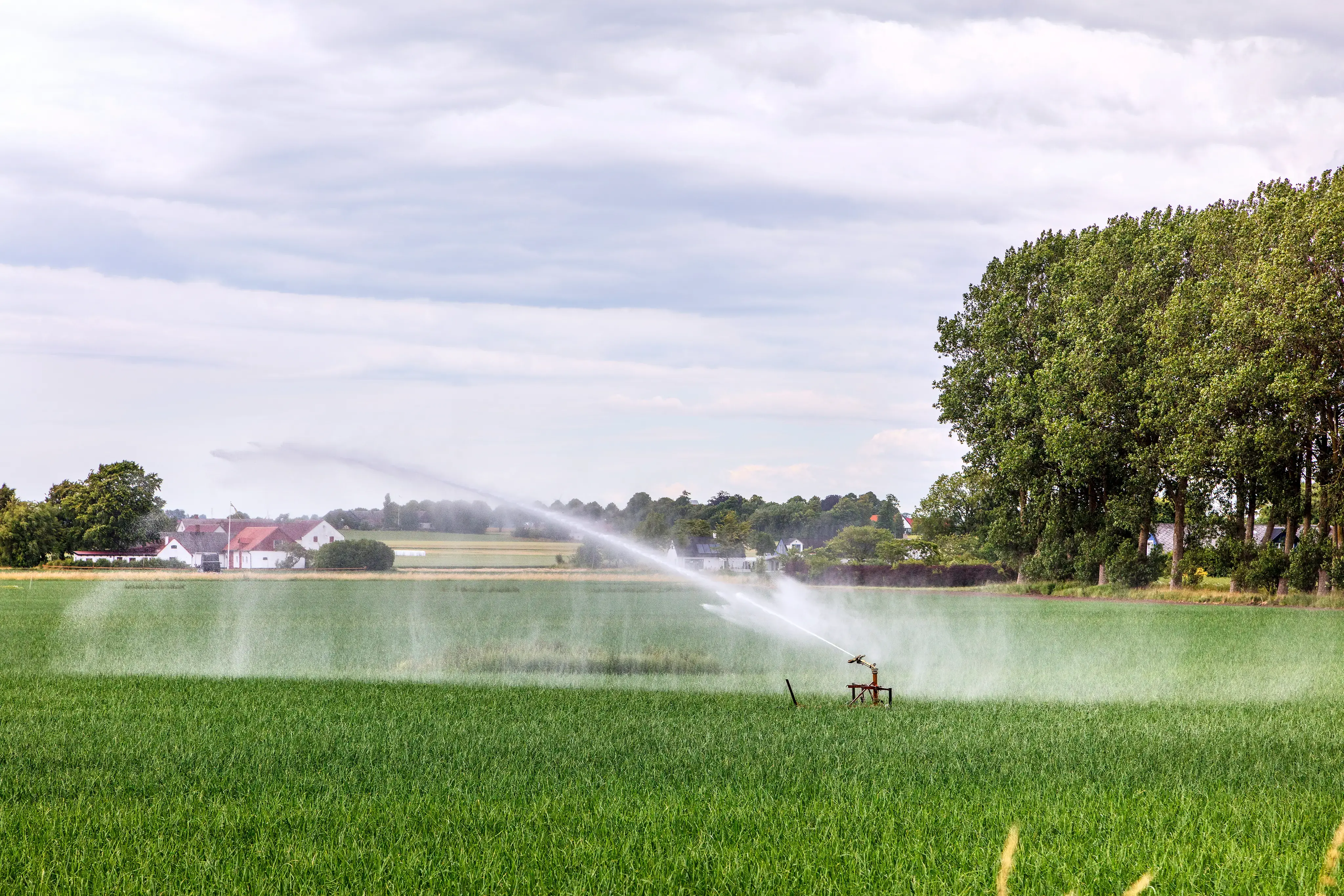 Åkermark bevattnas med en vattenspridare.