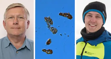 Två porträtt och en alg sedd i mikroskop.