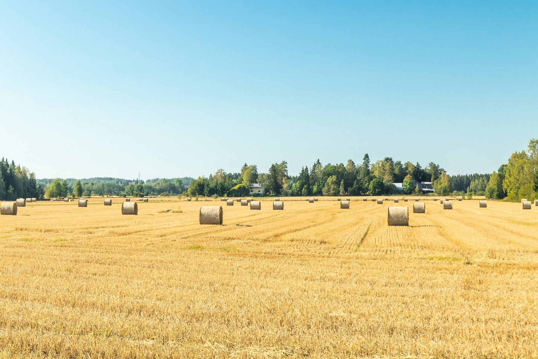 mp33159047-rolls-of-hay-bales-in-a-field-at-farm.jpg