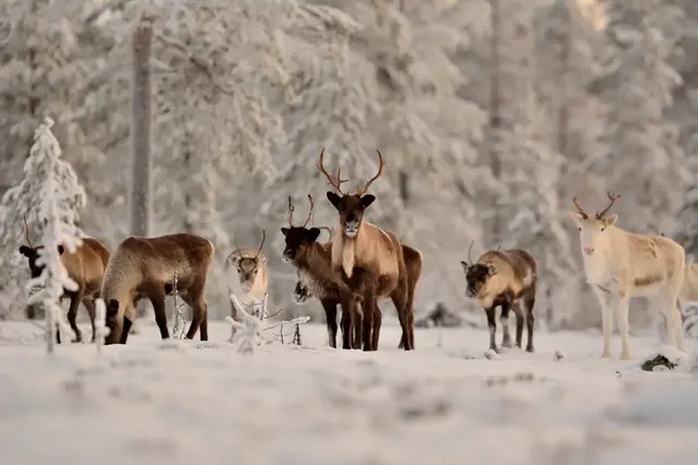 Renar i vinterlandskap.