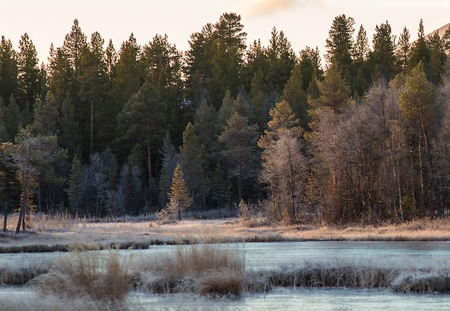 Skogsbryn med frost på mark och träd.