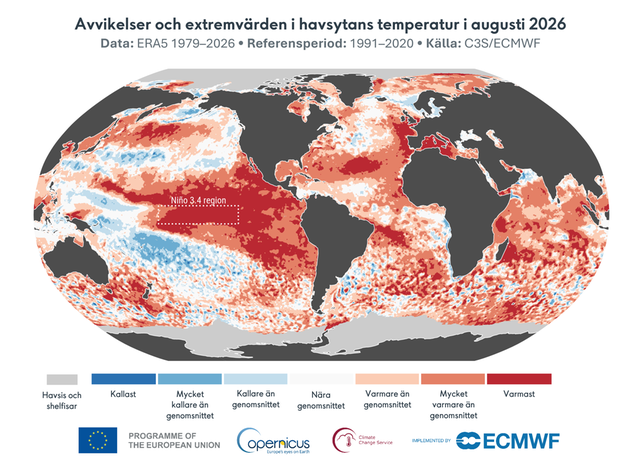 Karta som visar temperaturfördelningen i världshaven i augusti 2026.