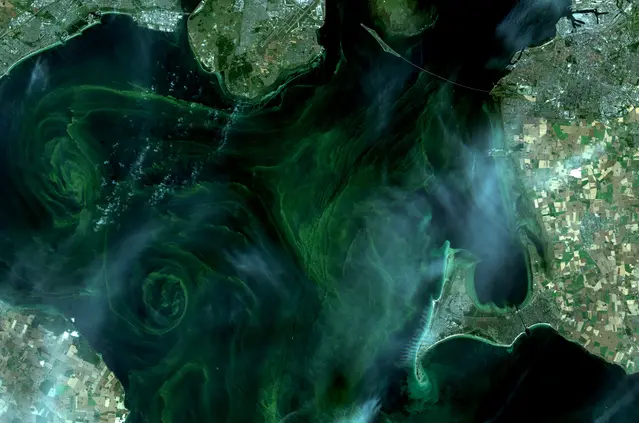 Satellitbild över algblomningen vid Öresund.