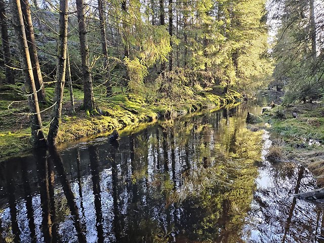 Stilla rinnande vattendrag i grön skog.
