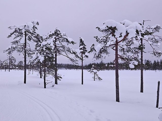 Längdskidspår och snötäckta träd.