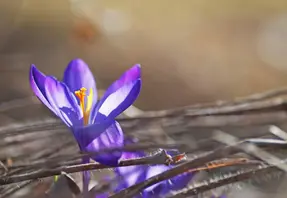 Blåsippor som blommar.