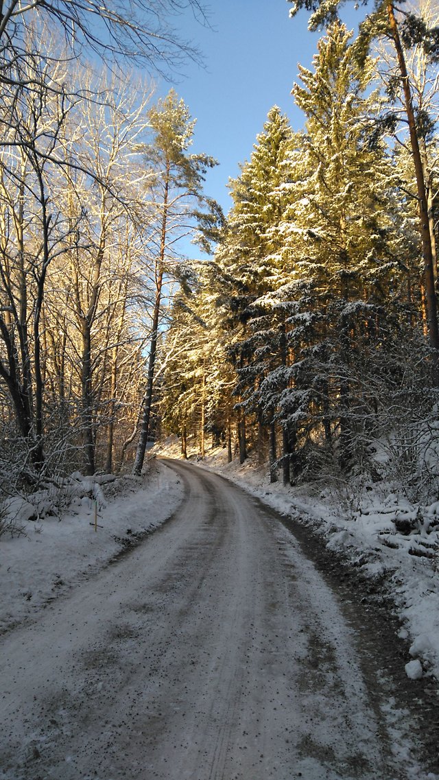 Skogsväg med snö.