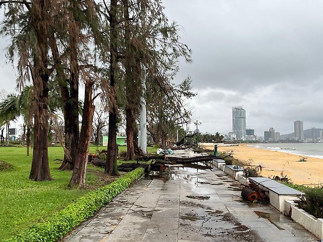 Träd som har blåst omkull under en tyfon i Vietnam.