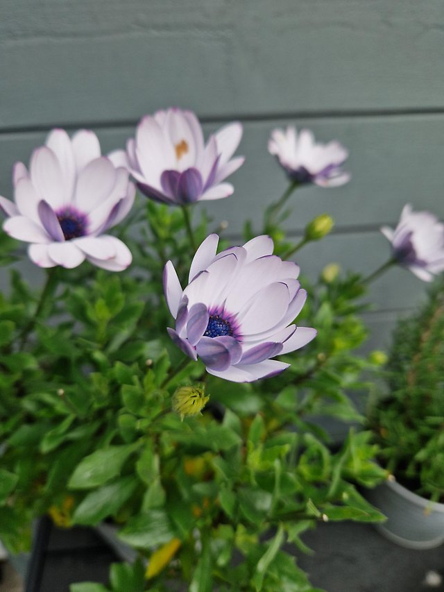 Blommor i början av november i Norrköping. Foto: Linnea Rehn