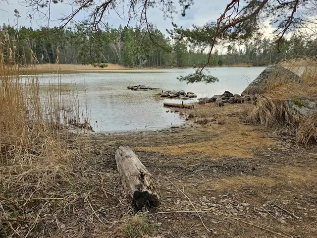 Vissnat fjolårsgräs vid sjö.