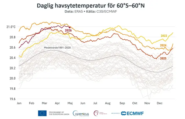 Diagram som visar daglig havstemperatur.