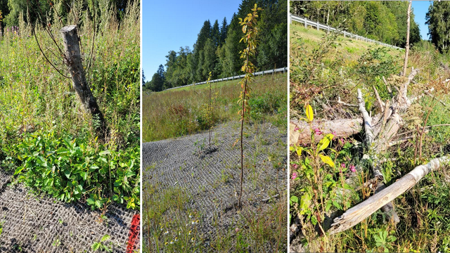 Det
naturbaserade erosionsskyddet vid Södra Älvkullen sommaren 2022, första
säsongen efter att skyddet byggdes. Vegetation och planterade träd hade redan
börjat etablera sig, och död ved användes för att skapa livsmiljöer för växter
och djur längs strandkanten. 