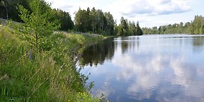 Det naturbaserade erosionsskyddet vid Södra Älvkullen längs Klarälven följs upp över tid för att undersöka hur vegetation och ekologiska funktioner utvecklas. Bilden är tagen 2025, fyra år efter att skyddet byggdes.