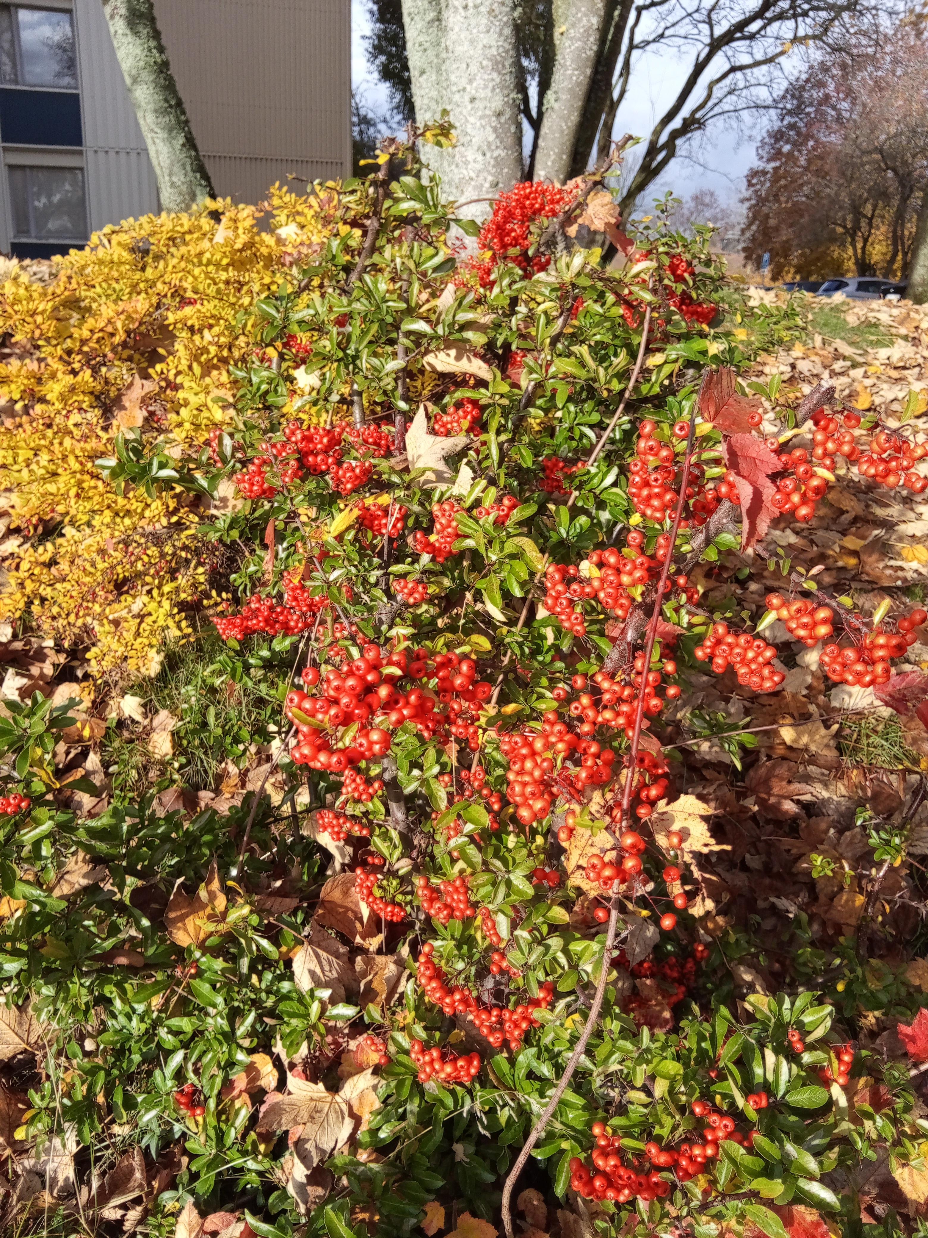 Mycket milt väder i Norrköping den 4 november 2025.