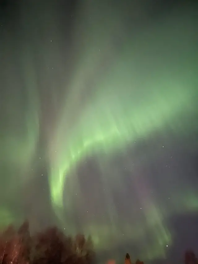 Intensivt grönt norrsken, med karaktäristiska flammiga stråk över stora delar av den stjärnklara himlen, mörka siluetter av granar syns på avstånd i nedre vänstra delen av bilden.